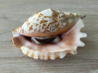 Strombus Sinuatus Large Sea Shell