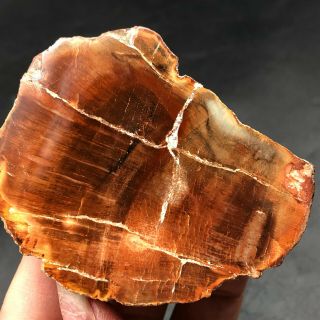 74G COLORFUL RAINBOW FANTASTICMadagascar Petrified Wood Round Slab Bark LYQ631 2