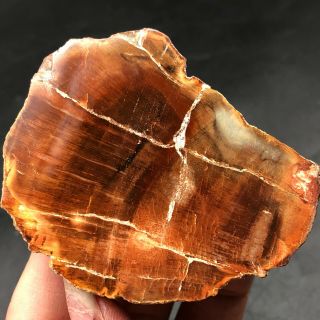 74G COLORFUL RAINBOW FANTASTICMadagascar Petrified Wood Round Slab Bark LYQ631 3