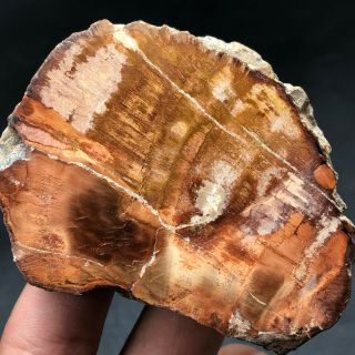 74G COLORFUL RAINBOW FANTASTICMadagascar Petrified Wood Round Slab Bark LYQ631 4