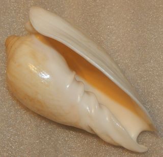 Seashell Cymbiola Nobilis 112mm Albino