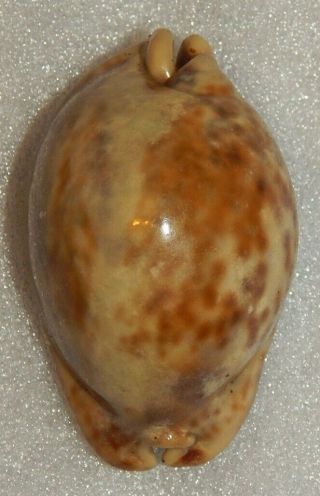Seashell Cypraea Stercoraria 78mm