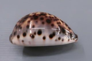 Cypraea Pantherina - Djibouti 70.  5 Mm F,  /gem - Z0142