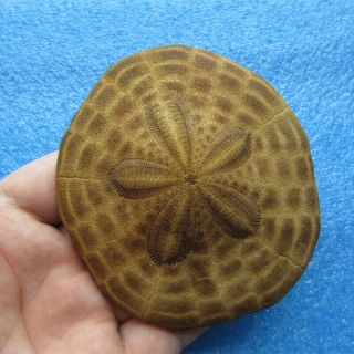 Clypeaster Species 88mm Sea Urchin Sand Dollar