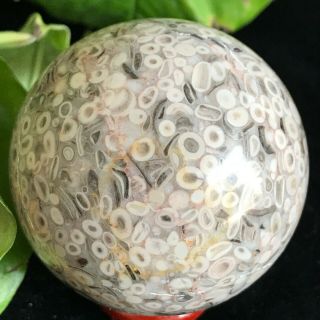 Natural White Conch Quartz Sphere Reiki Healing Collectible 245g B18