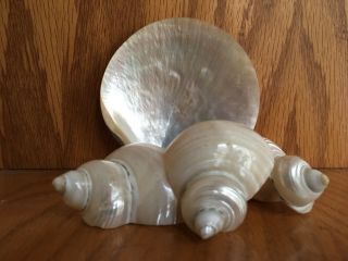 Polished Mother Of Pearl Shells - Gold Lip Oyster Shell,  3 Hermit Crab Shells