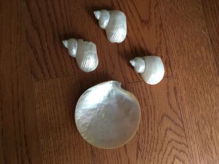 Polished MOTHER OF PEARL SHELLS - Gold Lip Oyster Shell,  3 Hermit Crab Shells 2