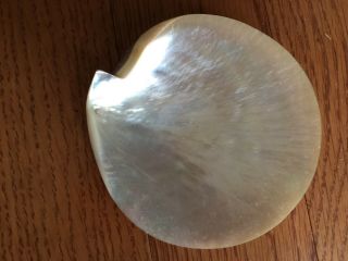 Polished MOTHER OF PEARL SHELLS - Gold Lip Oyster Shell,  3 Hermit Crab Shells 3