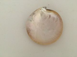 Polished MOTHER OF PEARL SHELLS - Gold Lip Oyster Shell,  3 Hermit Crab Shells 4