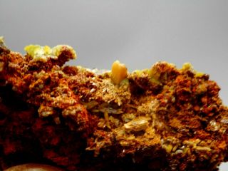 Butterscotch Wulfenite with Green Mimetite Crystal Cluster Display Specimen 017 4