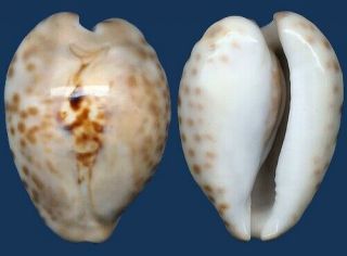 Shell Cypraea Teulerei Seashell