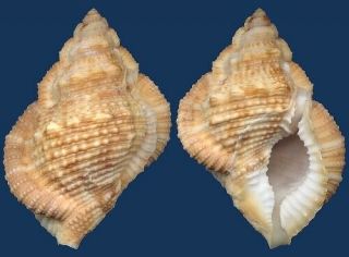 Shell Bursa Gnorima Seashell
