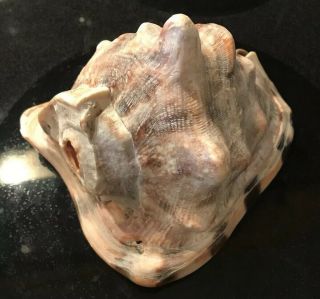 Large Horned Queen Helmet Conch Sea Shell 8” Length