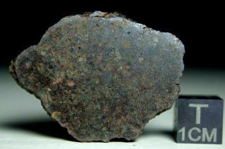 Nwa 12515 L4 Chondrite Meteorite 15.  1 Gram Full Slice Packed With Chondrules