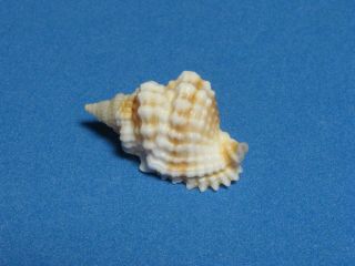 Distorsio Anus (linnaeus,  1758) " Hawaiian Waters Frog Shell " (29.  6mm)