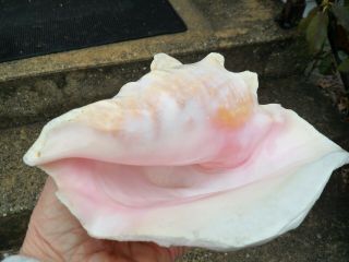 Vintage Large Conch Natural Shell - - Beach Home Decor