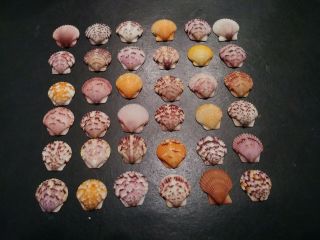 36 Bright Multi Colored Scallop Sea Shells From Sanibel Island