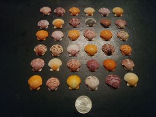 36 Vivid Multi Colored Scallop Sea Shells From Sanibel Island