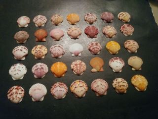 35 Multi Colored Scallop Sea Shells From Sanibel Island.