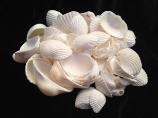 White Ark Seashells Half Pound Bag 90 - 100 Shells