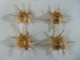 Seashells Guildfordia Yoka 67 - 72mm F,  /gem Set Of 4 Specimens Marine Specimen
