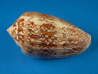 Conus Textile Anakoensis,  Pattern,  53.  1mm,  Madagascar Shell