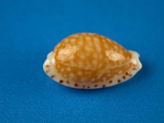 Cypraea Fisheri,  Pattern,  14.  2mm,  Hawaii Shell