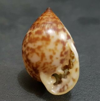 Seashell Pythia Pantherina 23.  8 Mm.