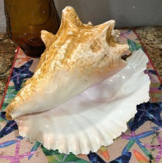 Large Pink Queen Conch Sea Shell 10”