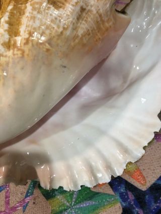 Large Pink Queen Conch Sea Shell 10” 2