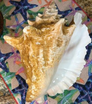 Large Pink Queen Conch Sea Shell 10” 3