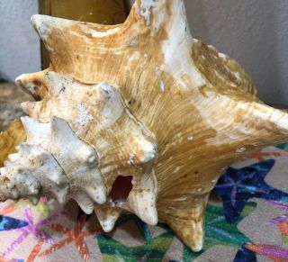Large Pink Queen Conch Sea Shell 10” 5