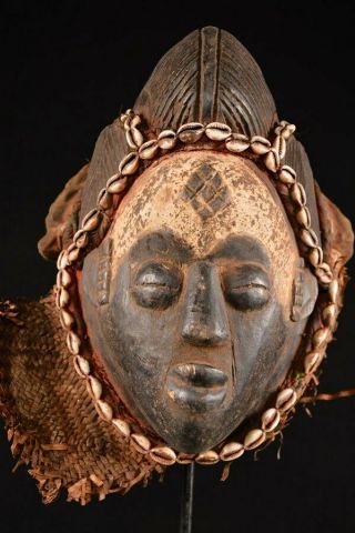 Rare Punu Tribe Puka Shell Queen Mask Old Gabon African Wood Carved 10624