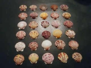 30 Multi Colored Scallop Sea Shells From Sanibel Island.