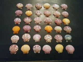 36 Multi Colored Scallop Sea Shells From Sanibel Island.