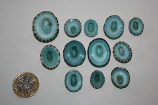 12 Selected deep ' duck - egg ' blue LImpets 2