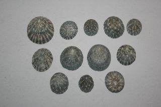 12 Selected deep ' duck - egg ' blue LImpets 3