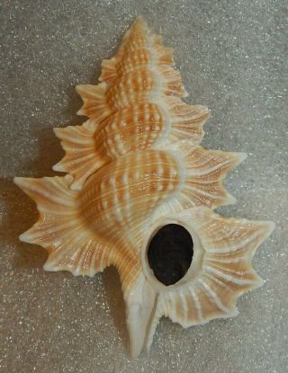 Seashell Biplex Perca 81.  3mm W/o Good Size
