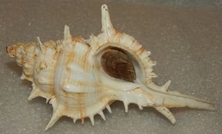 Seashell Siratus Pliciferoides 126.  3mm W/o