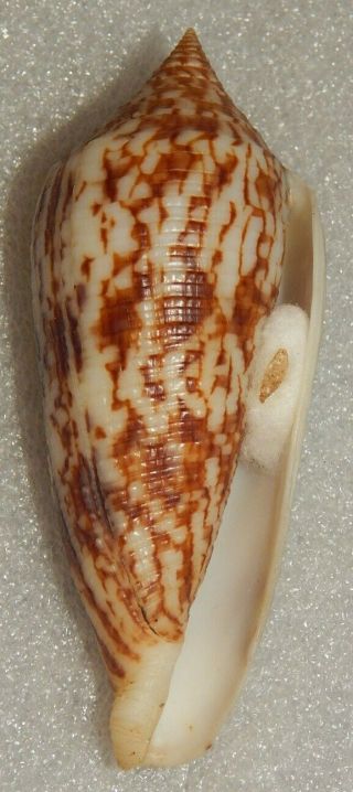 Seashell Conus Australis 90.  5mm W/o Good Size