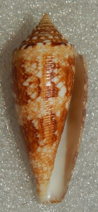 Seashell Conus Telatus 44.  5mm