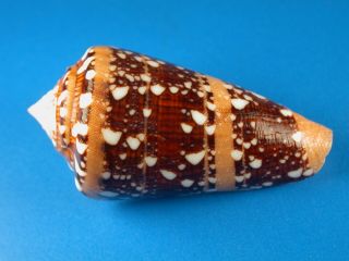 Conus Ammiralis,  Dark Pattern,  56.  8mm,  Philippines Shell