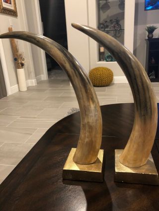 Polished Cow Cattle Horns Western Decor Power Horn Style On Stands 2