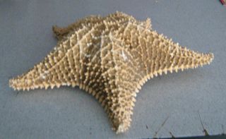 Starfish Shells Starfish Tan Shell Detail