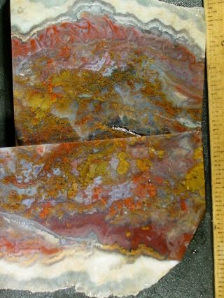 Fantastic Old Nevada Plume Moss Agate Slices All 3