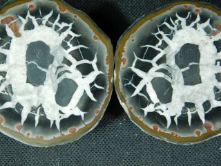 A Neat Lighting Like Pattern on This Natural Polished SEPTARIAN Nodule 188gr e 2