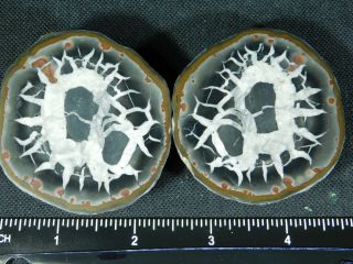 A Neat Lighting Like Pattern on This Natural Polished SEPTARIAN Nodule 188gr e 3
