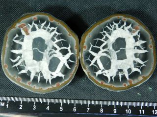 A Neat Lighting Like Pattern on This Natural Polished SEPTARIAN Nodule 188gr e 4