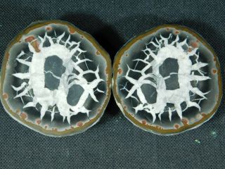 A Neat Lighting Like Pattern on This Natural Polished SEPTARIAN Nodule 188gr e 5