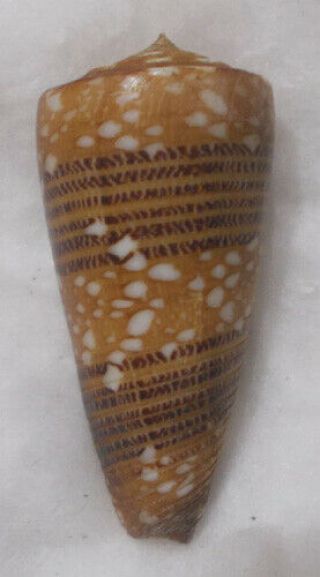 Shell Conus (eugeniconus) Nobilis Victor 38.  8mm